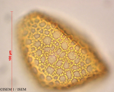 Agave americana - lame n° 29008